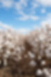 Cotton Field